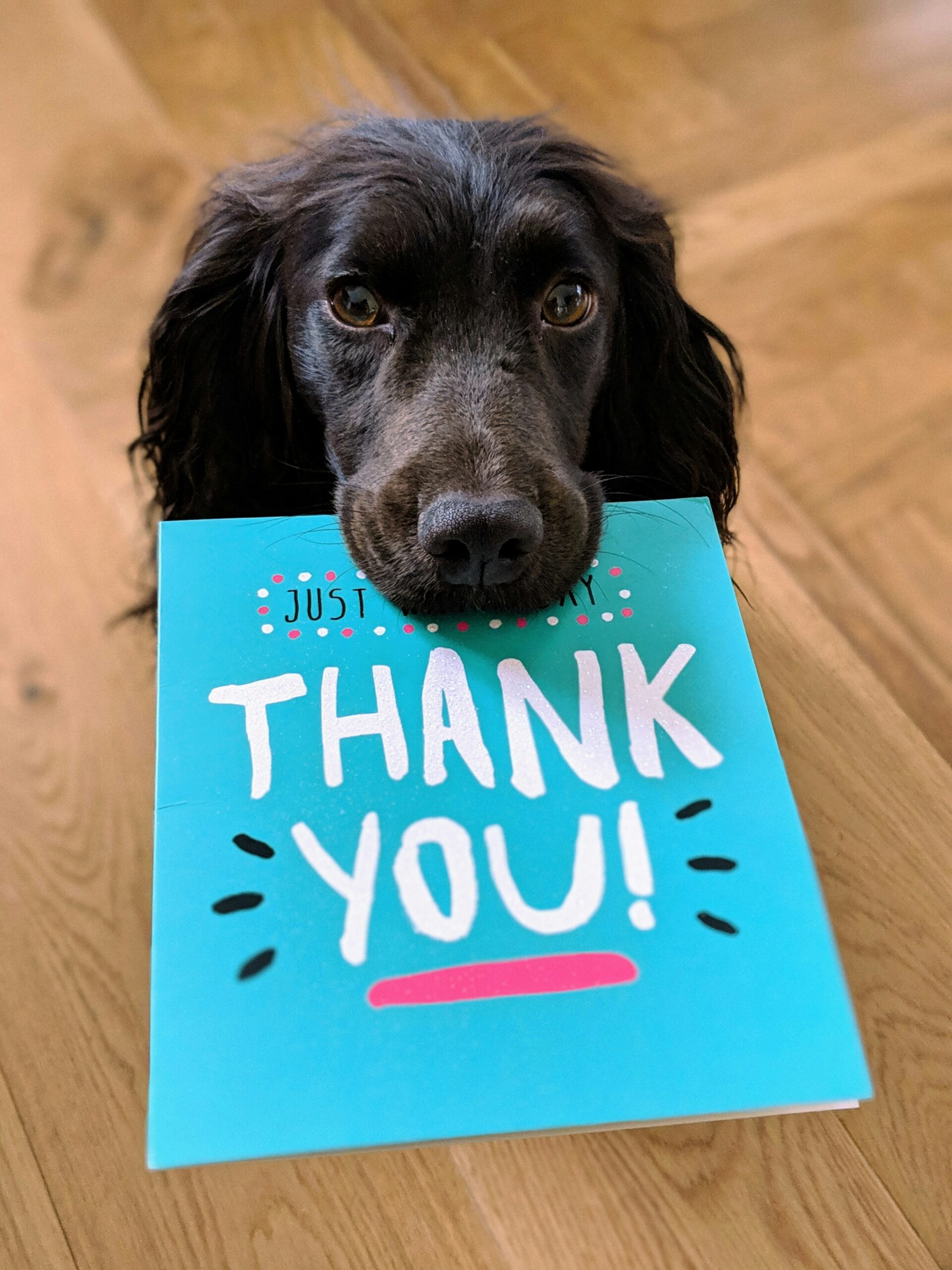 Black dog with thank you